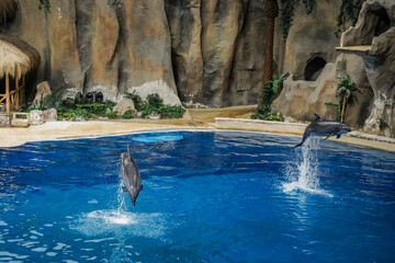 Dolphin show in the aquarium