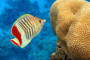 Fototapeta premium Coral fish - Crown butterflyfish - Chaetodon paucifasciatus in red sea 