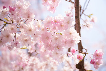大阪城の枝垂れ桜