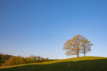 Fototapeta na wymiar 朝日に照らされた丘の上に立つ寄り添う木と月と飛行機雲