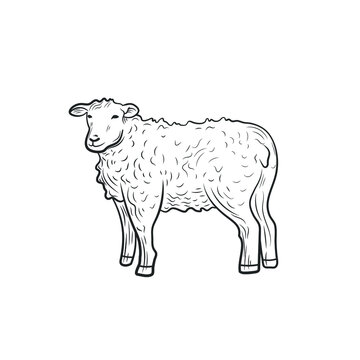 Vector sheep outline illustration isolated on white background, farm animal, black and white illustration template.
