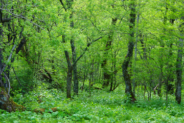 Fototapeta na wymiar 上高地の緑の森