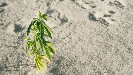 Cannabis growing technique, marijuana growth stage. Medical marijuana. Background from hemp leaves. Cannabis cultivation concept