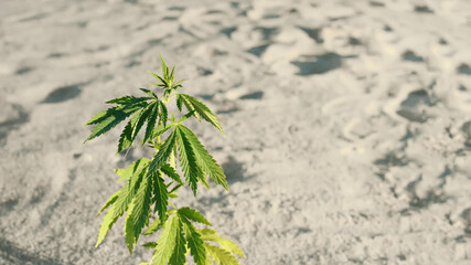 Cannabis growing technique, marijuana growth stage. Medical marijuana. Background from hemp leaves. Cannabis cultivation concept