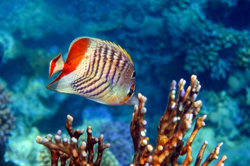 Obraz premium Coral fish - Crown butterflyfish - Chaetodon paucifasciatus in red sea 