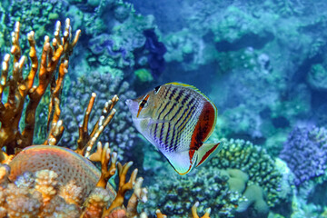 Coral fish - Crown butterflyfish - Chaetodon paucifasciatus  in red sea 