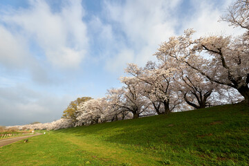 Obraz premium 淀川河川公園,背割堤