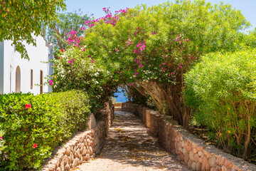Fototapeta na wymiar Road to the sea through a tunnel with colorful flowers in Sharm El Sheikh, Egypt