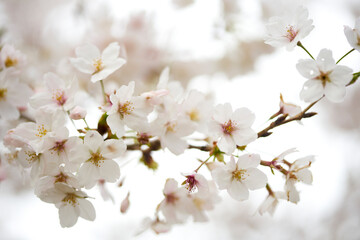 Fototapeta premium 淀川河川公園,背割堤