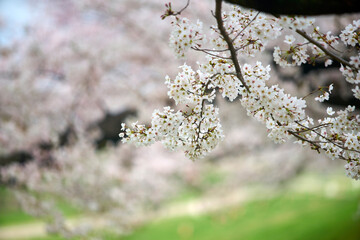 淀川河川公園,背割堤