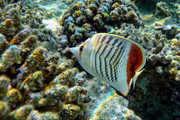 Coral fish - Crown butterflyfish - Chaetodon paucifasciatus  in red sea 