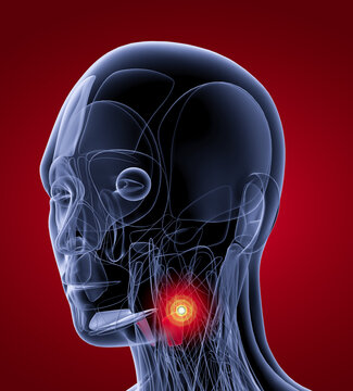medical  illustration of the thyrohyoid