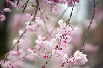 京都白川の桜