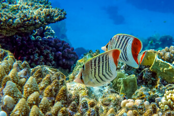 Coral fish - Crown butterflyfish - Chaetodon paucifasciatus  in red sea 