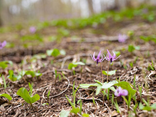 カタクリの花のクローズアップ
