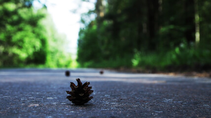 pine cone lies on the road in the forest