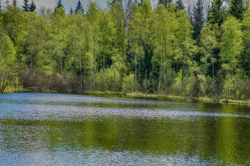 Obraz premium lake in the woods