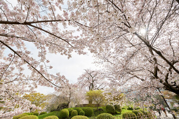 円山公園のしだれ桜