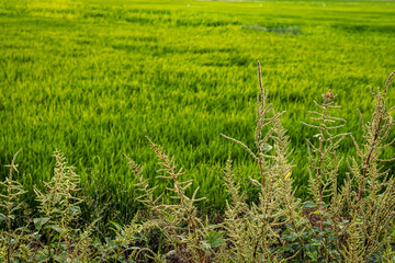 green rice field