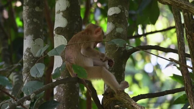 Northern Pig-tailed Macaque, Macaca leonina, Khao Yai National Park; looking at the camera while facing to the right then starts pinching and pulling its hair on its left leg during a windy afternoon.
