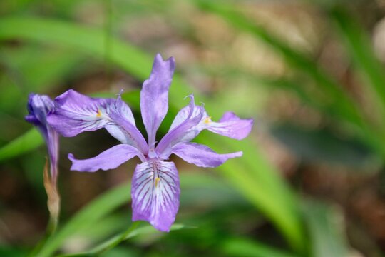 花かつみ の画像 65 件の Stock 写真 ベクターおよびビデオ Adobe Stock