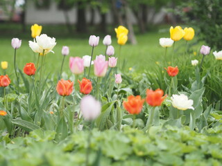 background, splash, wildflowers tulips on a flower bed grass after rain