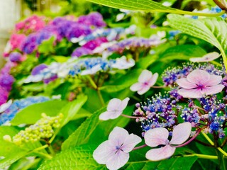 Fototapeta premium hydrangea