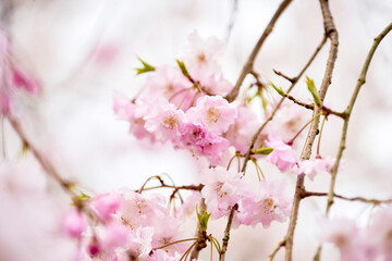 京都の枝垂れ桜