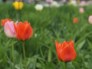 Obraz premium background, splash, wildflowers tulips on a flower bed grass after rain