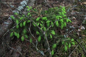 branch of a young spruce in a pine forest