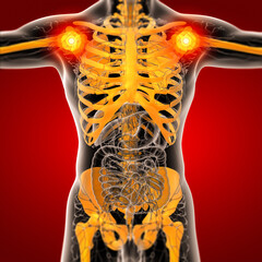 3D medical illustration of the human skeleton