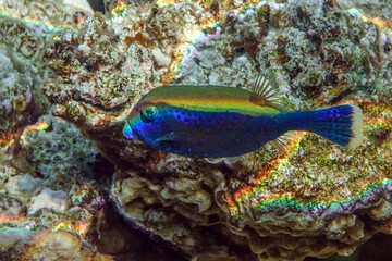 Fototapeta na wymiar Coral fish - Bluetail trunkfish - Ostracion cyanurus in the tropical Red Sea 