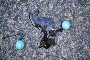 Blaues, auf einer Straße zerbrochenes Vogelei