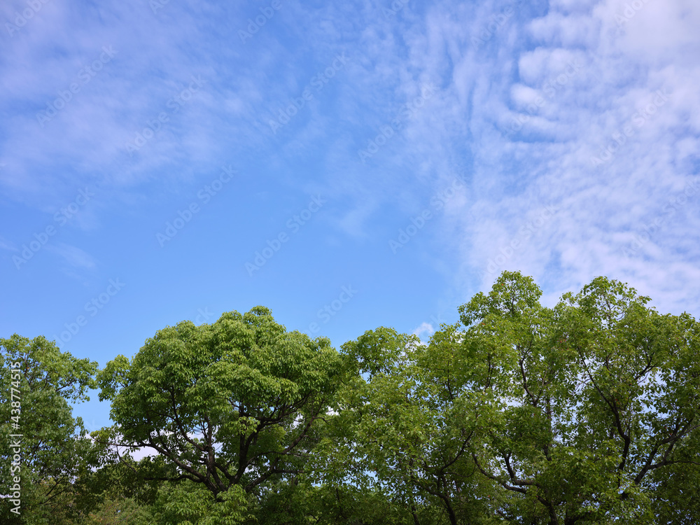 Wall mural 新緑と青空