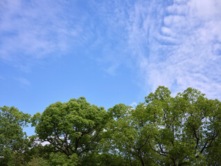 新緑と青空