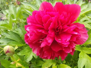 pink peony flower