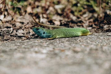 green lizard basking on a stone in spring