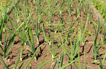 onions planted in the garden of a country house. organic food concept