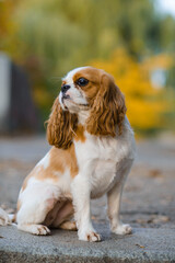 cavalier king charles spaniel. little dog on autumn  background
