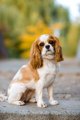 cavalier king charles spaniel. little dog on autumn  background