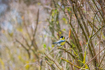 blue tit sits on a branch and looks for food