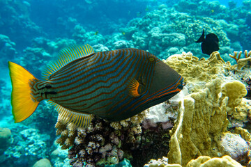 Obraz premium Orange-striped triggerfish (Balistapus undulatus) , coral fish in the coral reef 