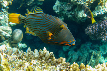 Obraz premium Orange-striped triggerfish (Balistapus undulatus) , coral fish in the coral reef 