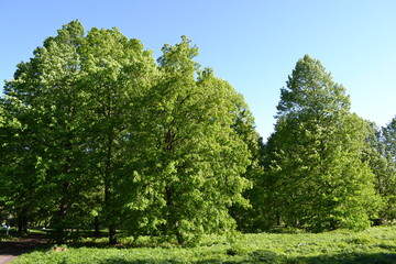 Fototapeta na wymiar Green trees in the park