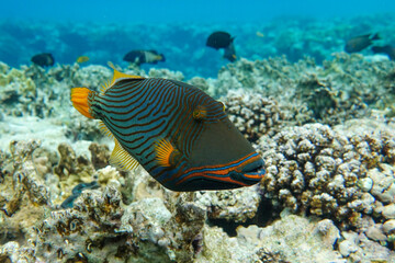Naklejka na ściany i meble Orange-striped triggerfish (Balistapus undulatus) , coral fish in the coral reef 
