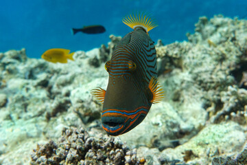 Orange-striped triggerfish (Balistapus undulatus) , coral fish in the coral reef 