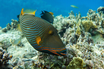 Orange-striped triggerfish (Balistapus undulatus) , coral fish in the coral reef 