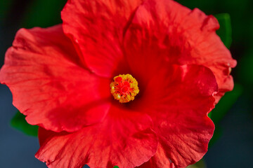close-up view of red hibiscus flower