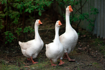 Three domestic white geese on poultry farm. Domestic birds walk in the yard. Goose farm