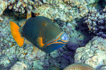 Orange-striped triggerfish (Balistapus undulatus) , coral fish in the coral reef 